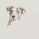 Russell Terrier