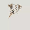 Russell Terrier